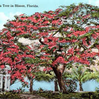 Royal Poinciana Trees