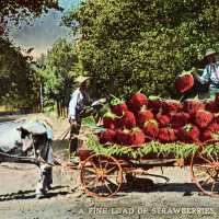 Loading Oversized Strawberries