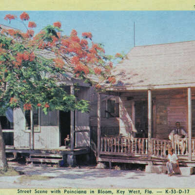 Street Scene with Poinciana in Bloom, Key West, Fla.
