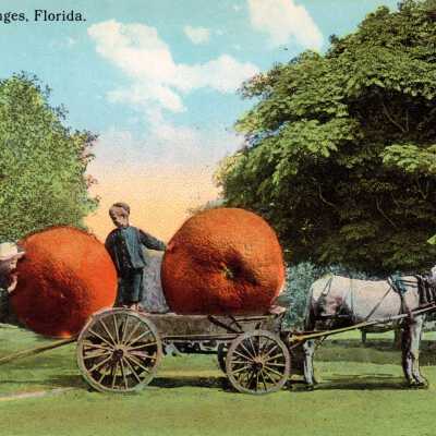 Loading Oranges, Florida