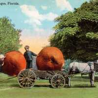 Loading Oranges, Florida