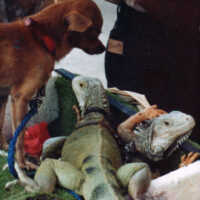 Iguanas