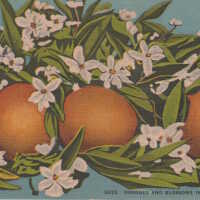 Oranges and Blossoms in Sunny Florida
