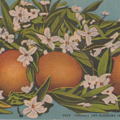 Oranges and Blossoms in Sunny Florida