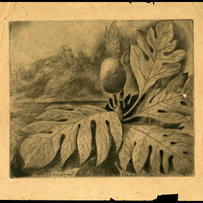 Breadfruit, Key West