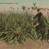 A Field of Pineapples, Cuba