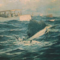 Sailfish - Gulf Stream, Key West, Florida