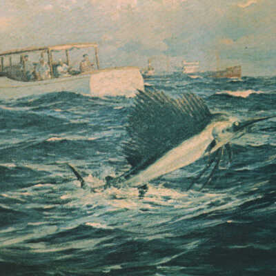 Sailfish - Gulf Stream, Key West, Florida