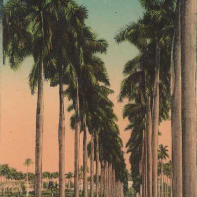 Havana, Royal Palm Avenue