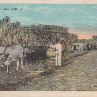 Hauling Sugar Cane, Cuba