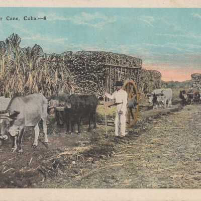Hauling Sugar Cane, Cuba