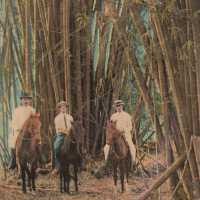 Under the Bamboo Trees, Cuba