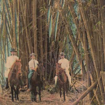 Under the Bamboo Trees, Cuba