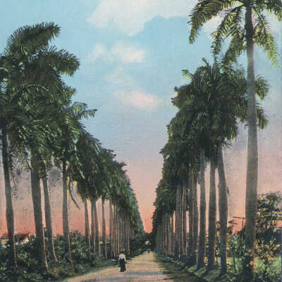 Avenue of Royal Palms, Cuba