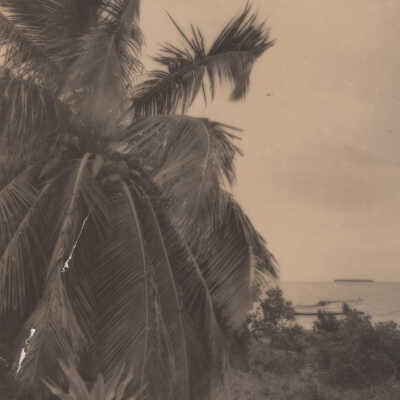 Palm Tree on the Shoreline