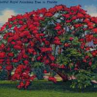 Beautiful Royal Poinciana Tree in Florida