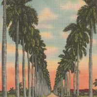 Havana, Royal Palms Avenue
