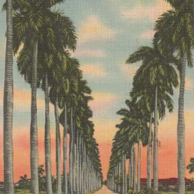 Havana, Royal Palms Avenue