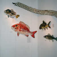 Captain Honk Exhibit