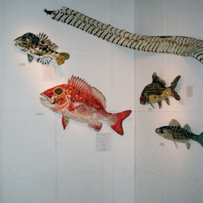 Captain Honk Exhibit