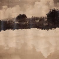          Mangroves picture number 1
   