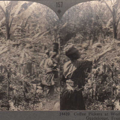 Stereoview of workers harvesting coffee beans in Guadeloupe, French West Indies