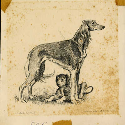 Saluki Dog Sketch