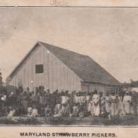 Maryland Strawberry Pickers