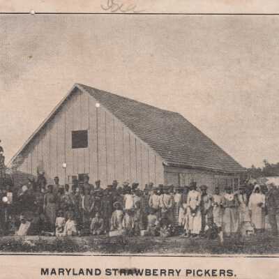 Maryland Strawberry Pickers