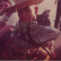 Key West Iguana man