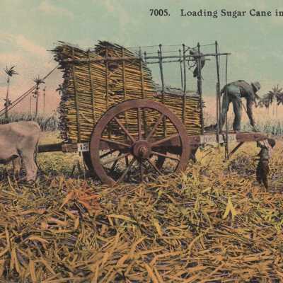 Loading Sugar Cane in Field, Cuba