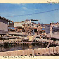 Turtle Crawls, Key West, Fla.