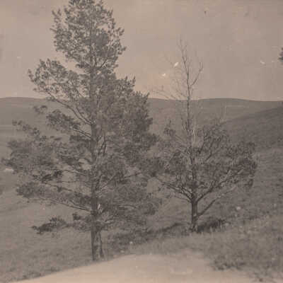 Unknown hills and trees