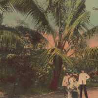 Cocoanut Palms, Cuba