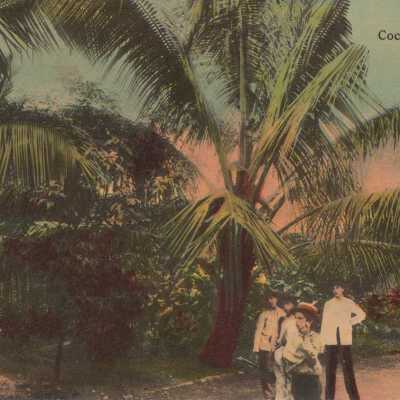 Cocoanut Palms, Cuba