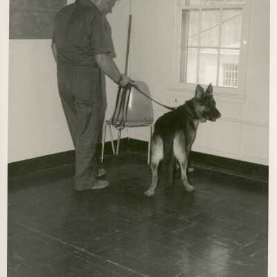 An unknown man with a German Shepard dog