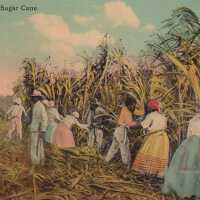 Cutting Sugar Cane