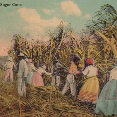 Cutting Sugar Cane