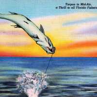 Tarpon in Mid-Air, a Thrill to all Florida Fishermen