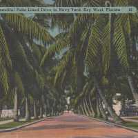 Beautiful Palm-Lined Drive in Navy Yard, Key West, Florida