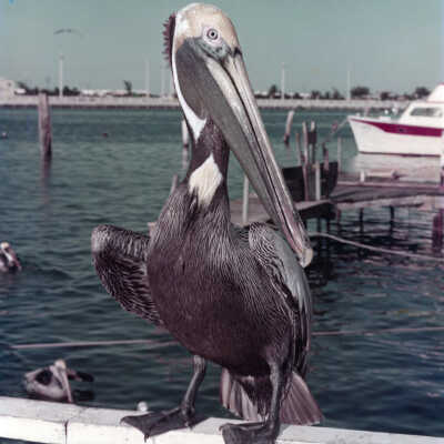 Pelican on a Railing