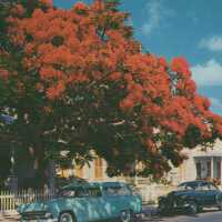 Flowering Royal Poinciana Tree