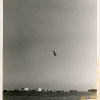 An ocean view with a bird flying