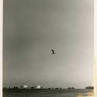 An ocean view with a bird flying
