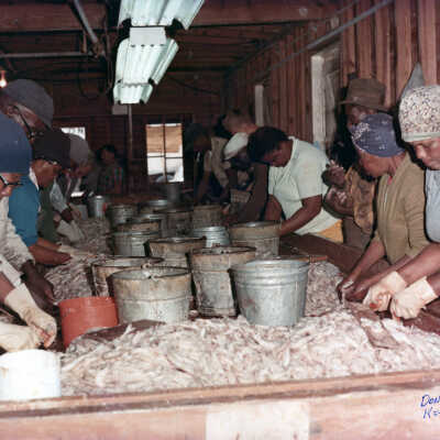 Separating Shrimp in Key West