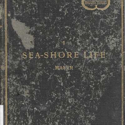 Sea-Shore Life: The Invertebrates of the New York Coast