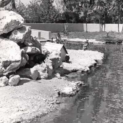 Pelicans: Copyright: © Key West Art & Historical Society; Origformat: Print-Photographic