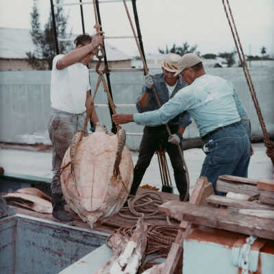Hauling Turtles at Key West