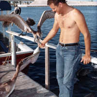 Feeding Pelicans