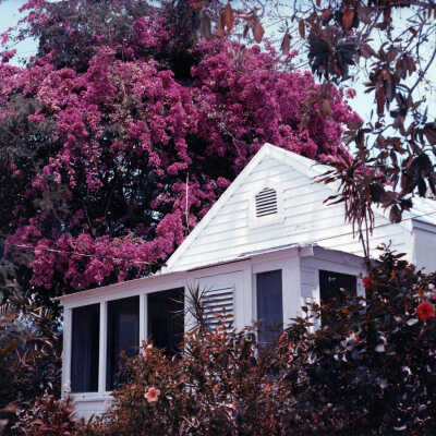 Conch House with Bougainvillea